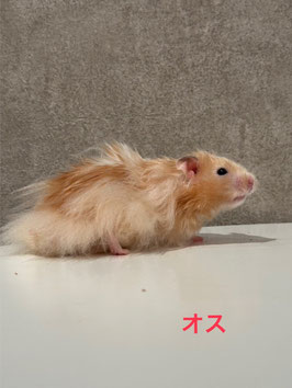 長毛ハムスター♂　仙台EBeanS店販売