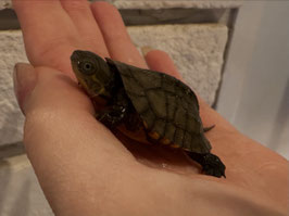 ヤエヤマミナミイシガメ　福島店販売