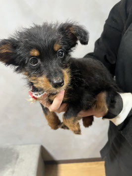 ハーフ犬　ベビー販売　八戸店