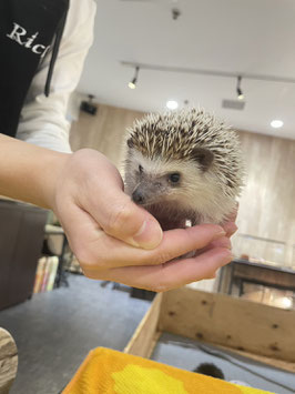 ハリネズミ　ノーマル　オス　秋田店　販売