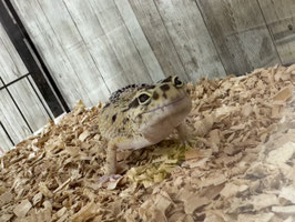 レオパードゲッコー　ハイイエロー　栃木店販売