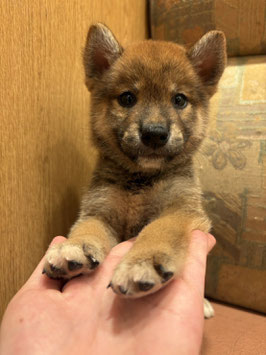 豆柴♂　秋田イオン中央店販売