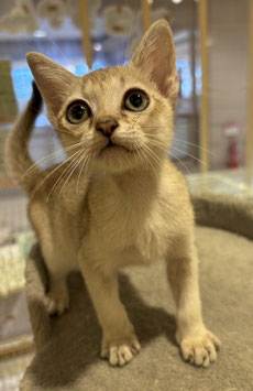 シンガプーラ　ベビー販売　秋田中央店