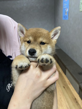 柴犬　ベビー販売　八戸店