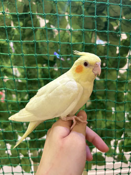 オカメインコ　ルチノー　秋田中央店　販売