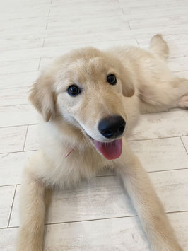 ハーフ犬♀　ベビー販売　新潟店