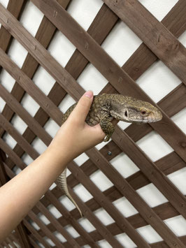 サバンナモニター　秋田アマノ店　販売