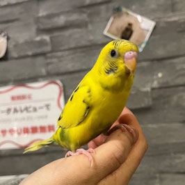 セキセイインコ　黄ハルクイン　仙台店　販売