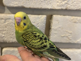 セキセイインコ②　福島店販売