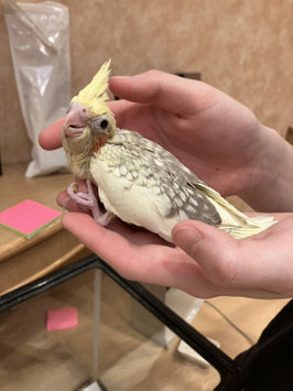 オカメインコ　シナモンパールパイド　秋田中央店　販売