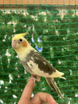 オカメインコ　パイド　秋田中央店　販売