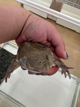 マルメタピオカカエル　秋田イオン中央店販売