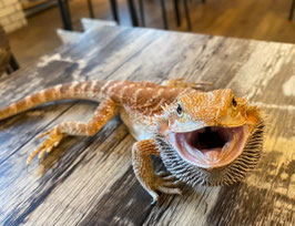 フトアゴヒゲトカゲ　福島店　販売