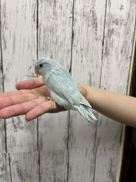 マメルリハ　アメリカンホワイト　仙台店販売
