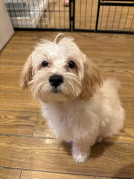 ハーフ犬　ベビー販売　秋田中央店