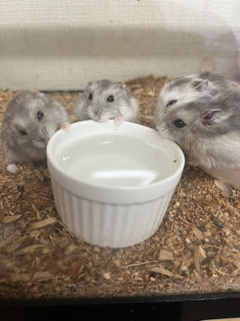 ジャンガリアンハムスター　ノーマル　メス　仙台店　販売