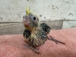 オカメインコ　パイド　栃木店　販売