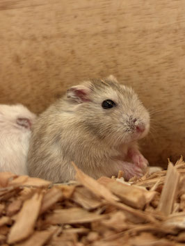 ジャンガリアンハムスター　イエロー　仙台EBeanS店　販売