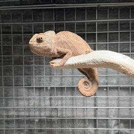 チチュウカイカメレオン　ヤング　仙台店　販売