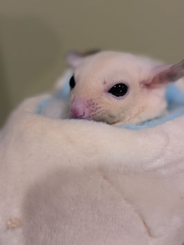 フクロモモンガリューシ♀　盛岡店販売