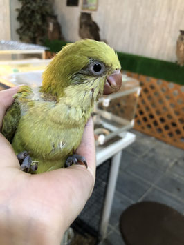 オキナインコ　シナモングリーン　雛　福島店　販売