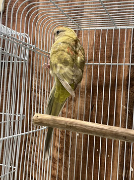 美声インコ　仙台店　販売