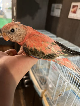 アキクサインコ　ローズ　仙台店　販売