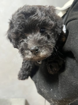 ハーフ犬　ベビー販売　八戸店