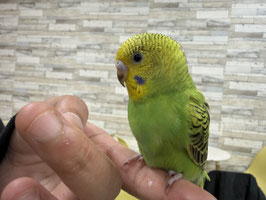 セキセイインコ　栃木店　販売