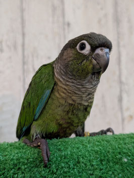 ウロコインコ　ノーマル　盛岡店　販売