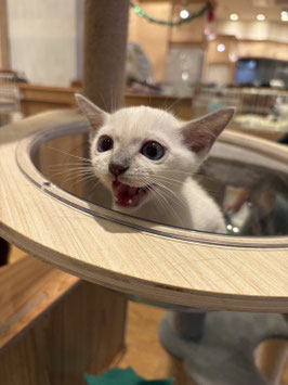 トンキニーズ　ベビー販売　秋田イオン中央店