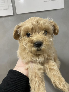 マルプー♂　八戸店販売