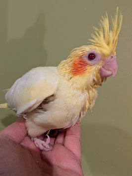 オカメインコ　ルチノー　雛　秋田中央店　販売