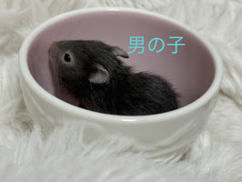 長毛ハムスター　ブラックセーブル　栃木店S　販売