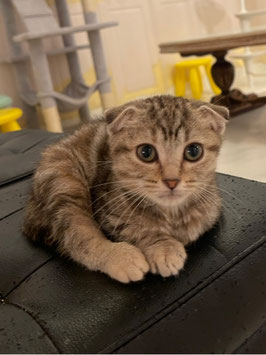 スコティッシュフォールド　ベビー販売　仙台EBeanS店