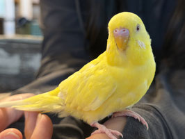 セキセイインコ④　福島店　販売