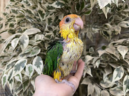 シロハラインコ　栃木店販売