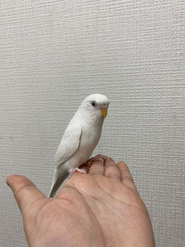 セキセイインコ　アルビノ　仙台店　販売