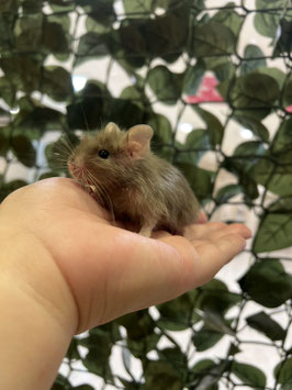 デグー　ブルー　秋田イオン中央店　販売