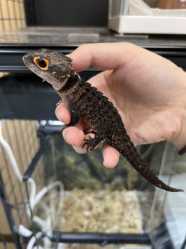 アカメカブトトカゲ　仙台ズーモア店　販売