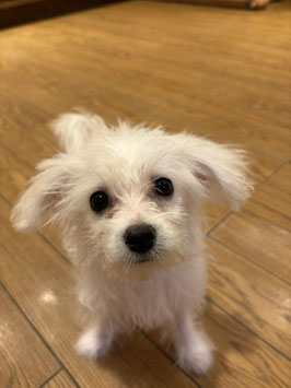 MIX犬　ベビー販売　秋田中央店