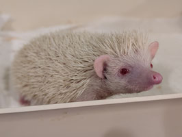 ハリネズミ　アルビノ　ベビー　オス　盛岡店　販売