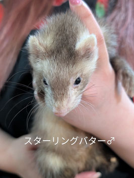 マーシャルフェレット　スターリングバター　ベビー　オス　盛岡店　販売