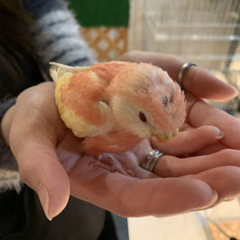 アキクサインコ　ルビノー　販売