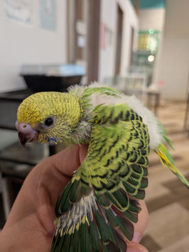 セキセイインコ(雛)　仙台泉店　販売