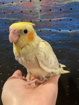 オカメインコ　シナモンパールパイド　福島店　販売