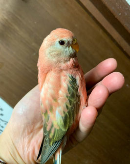 アキクサインコ　ローズ　販売