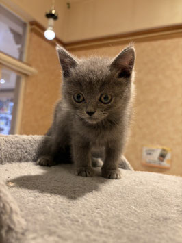 サイベリアン×ブリティッシュ♀　秋田イオン中央店販売