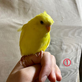 セキセイインコ 販売 ペットショップricky 珍獣エキゾチックアニマルエキゾチックアニマル専門店 盛岡店 仙台店 青森店 秋田店 福島店 栃木店 ブリーダーズショップ ペット買い取り 東北全域 関東まで出張買い取りもしています