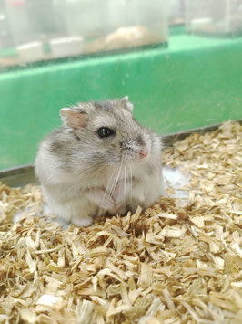 ジャンガリアンハムスター　秋田アマノ店　販売